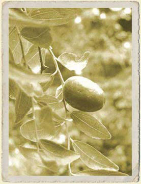 Jojoba