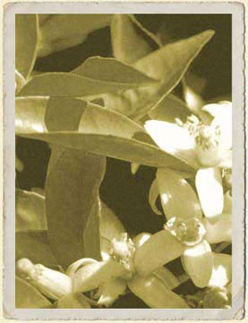 Neroli