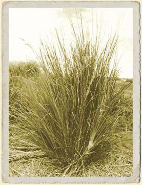 Vetiver